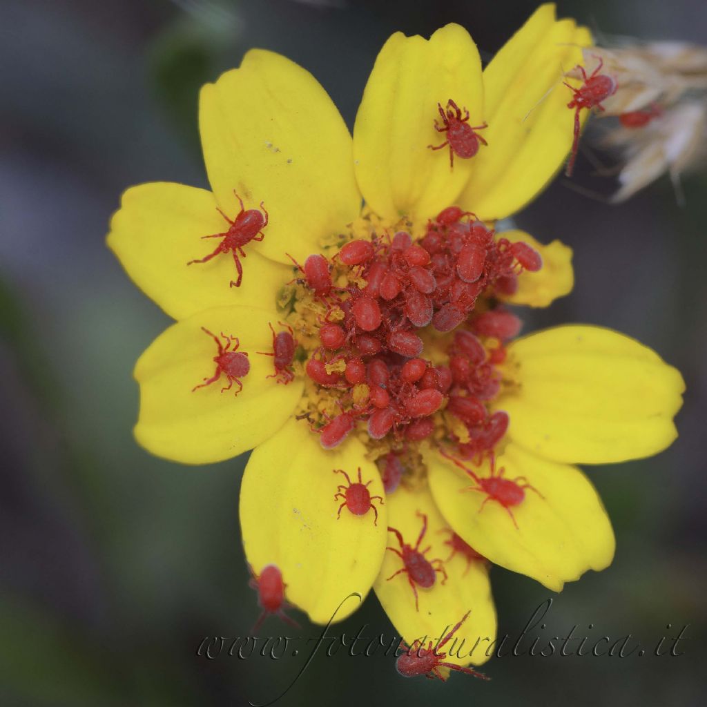Acari su fiori: Balaustium? (Erythreidae) - M. Cofano (PA)